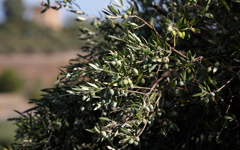 Una rama de olivo cargada de aceitunas en un olivar. EFE/Salas/Archivo
