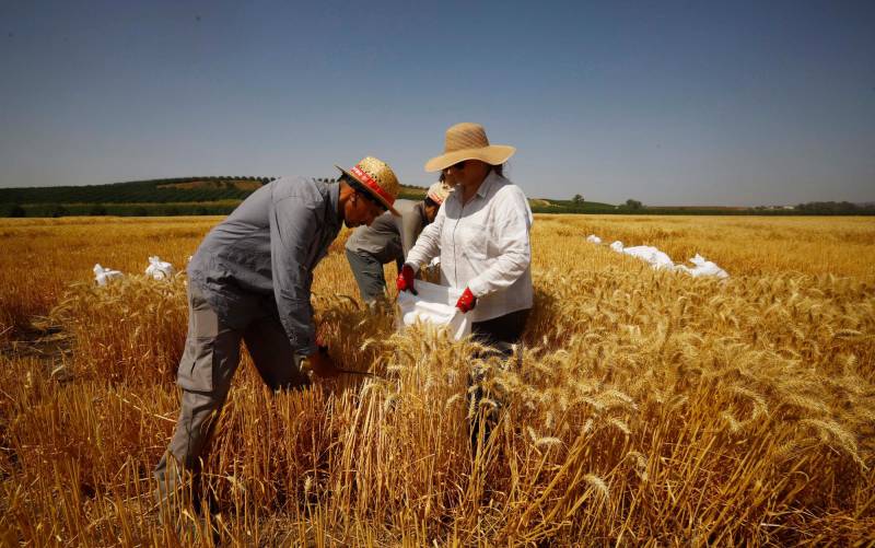 Varias personas trabajan en un cultivo de trigo en la localidad cordobesa de Guadalcázar. EFE/Salas