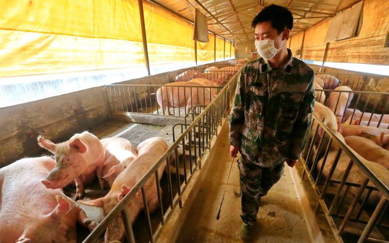Alertan de una nueva cepa de la gripe porcina que podría trasmitirse a humanos