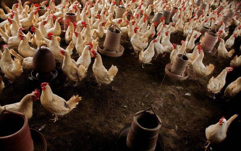Declarado un foco de gripe aviar en una explotación de pollos de Huelva