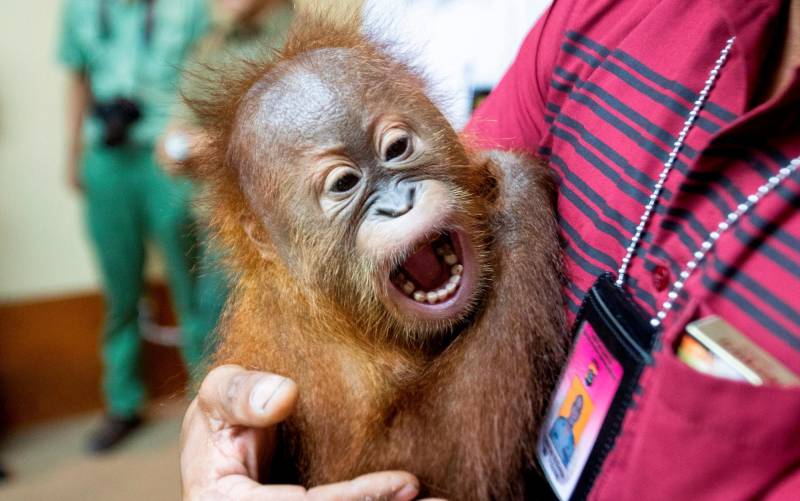 El orangután de dos años es mostrado a la prensa. EFE/ Made Nagi