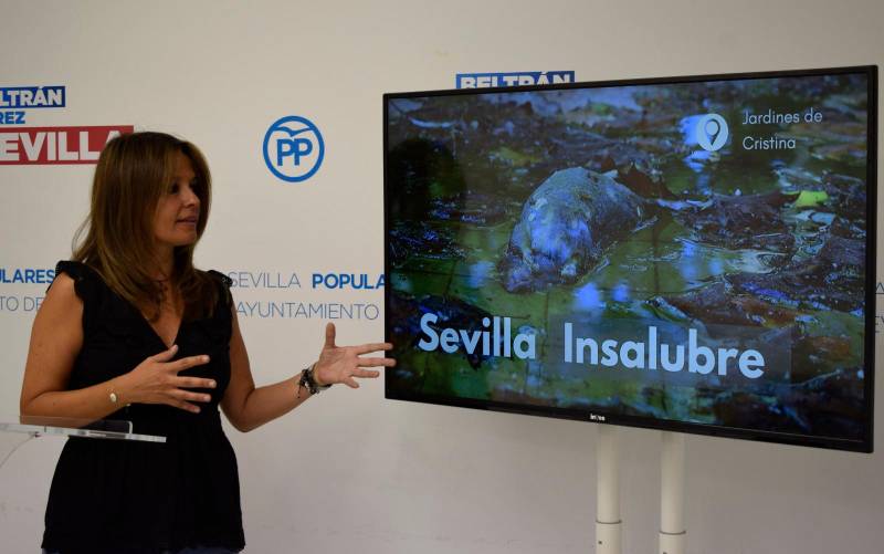 Alertan de más de 300 denuncias por plagas de ratas en Sevilla