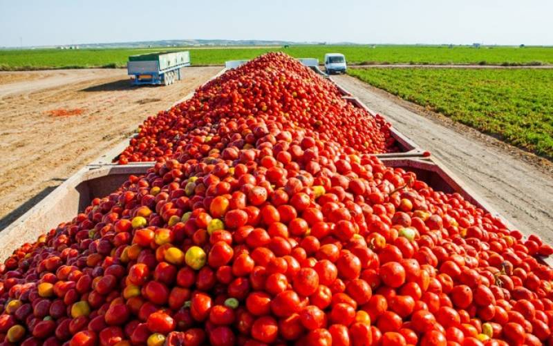 El concentrado de tomate de Lebrija pide una denominación de origen