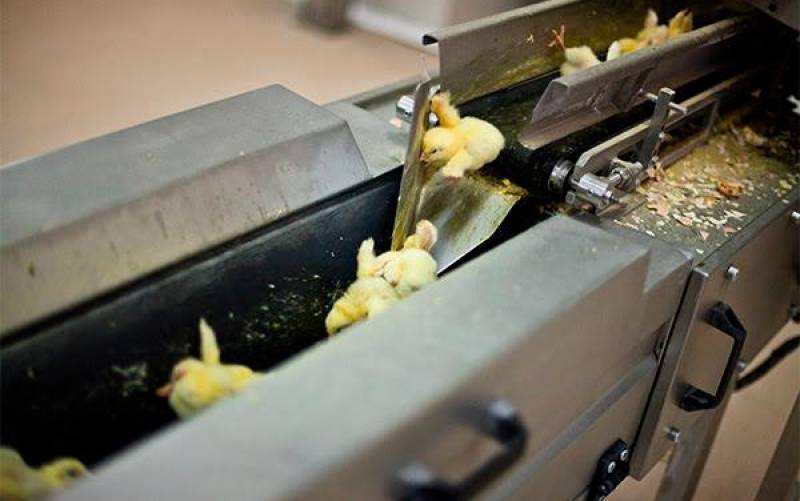 En España se trituran al año 35 millones de pollos de un día de vida