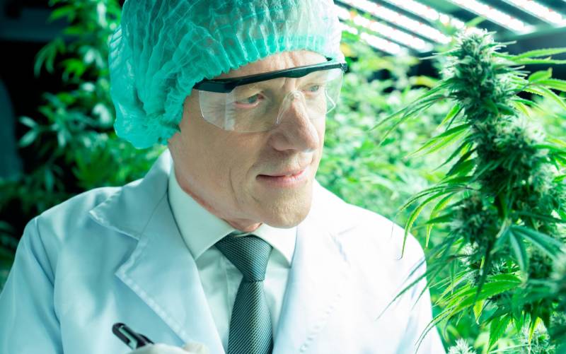 Trichome Pharma revoluciona el cannabis medicinal en España