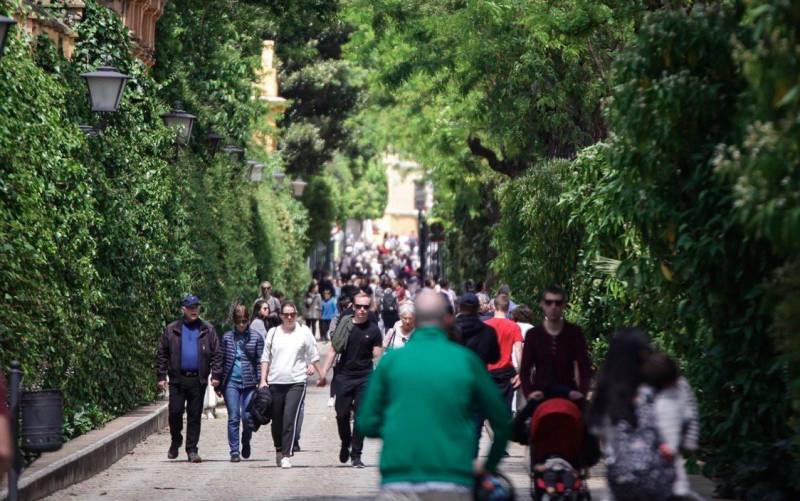 Sevilla plantea alternativas a los naranjos de sus calles