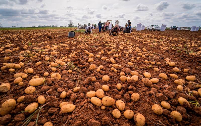 La Rinconada regala 700 kilos de patatas nuevas para abrir la temporada