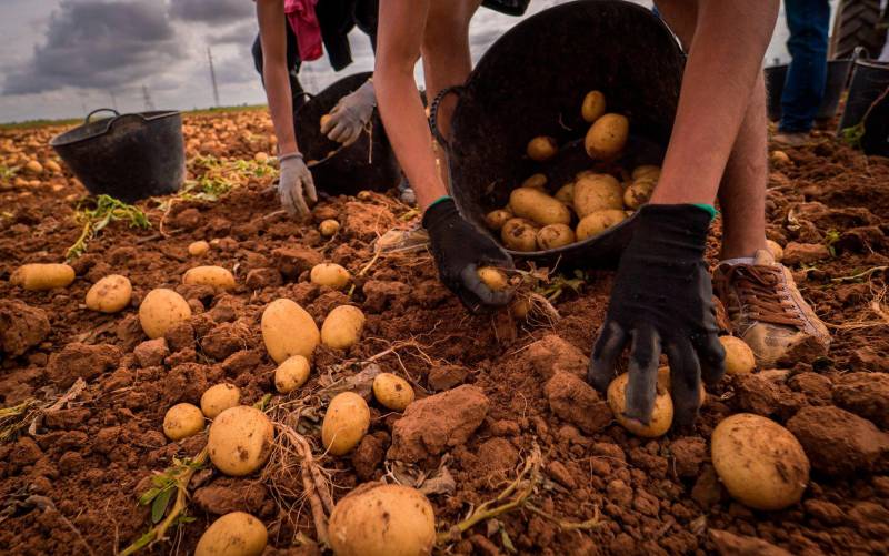 Recolección manual de patatas nuevas en La Rinconada (Foto: Ayuntamiento de La Rinconada)