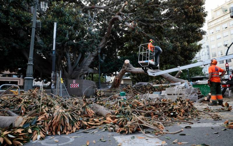 La caída de una rama de un ficus centenario en Valencia deja 4 heridos