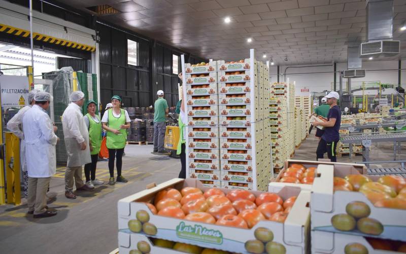 Los Palacios producirá quince millones de kilos de tomates