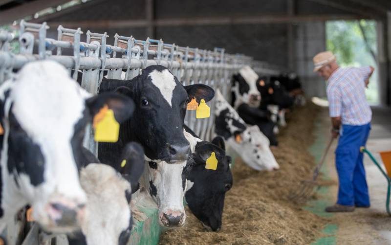 El sacrificio de vacas lecheras crece: es más rentable su carne que su leche