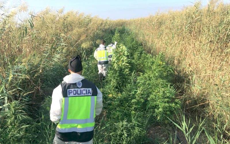 Desmantelada una plantación de marihuana oculta en el Parque Natural de Doñana