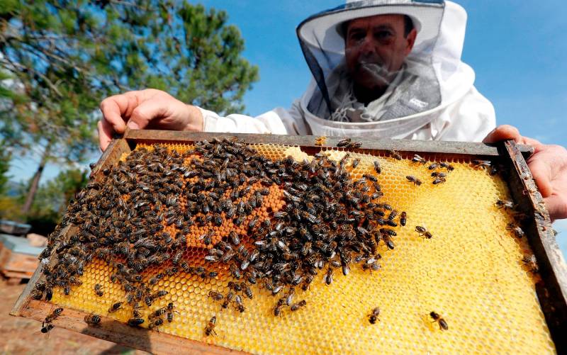 Un apicultor comprueba un panal. EFE/ Sebastien Nogier