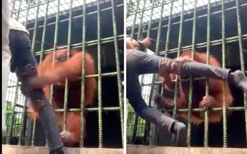 Vídeo | Pánico por el ataque de un orangután a un hombre en un zoológico