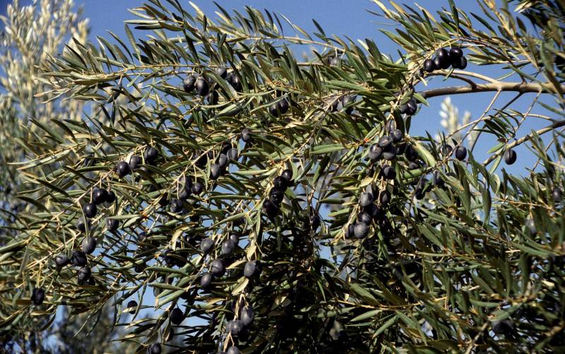 El aceite de orujo de oliva reduce el perímetro de la cintura