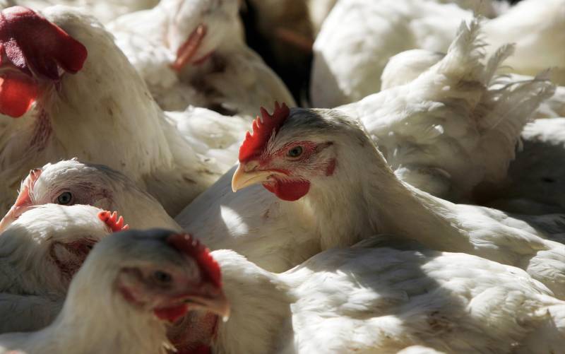 Alarma por un foco de gripe aviar peligrosa en Francia