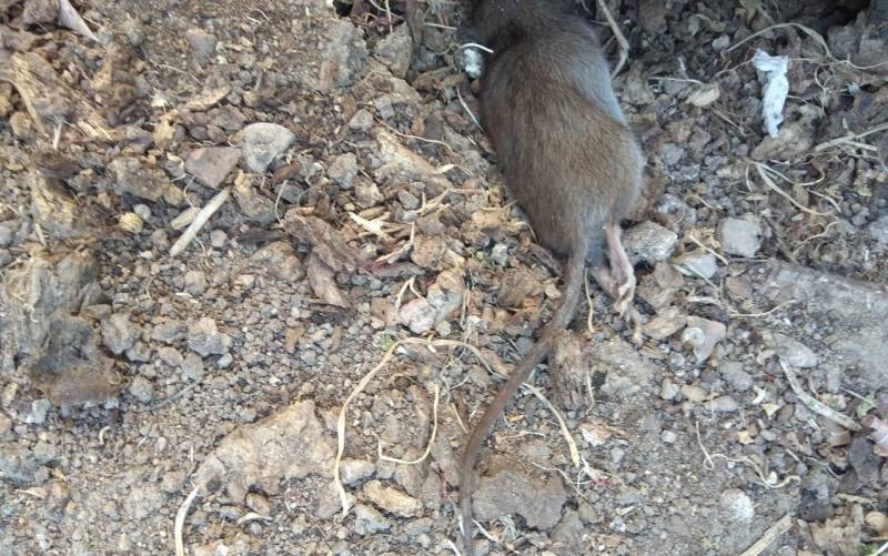 Alertan del «aumento de la plaga de ratas» en Triana