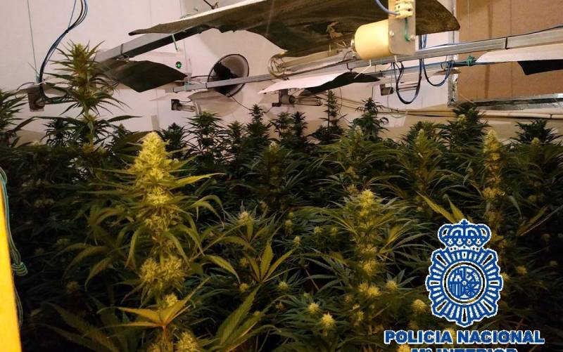 Plantas de marihuana intervenidas en viviendas de Málaga. / Guardia Civil