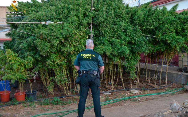 Plantación de marihuana localizada por la Guardia Civil en La Rinconada. / Guardia Civil