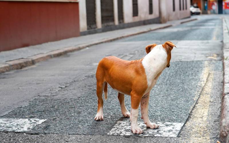 Alarmante aumento del abandono de perros en 2021