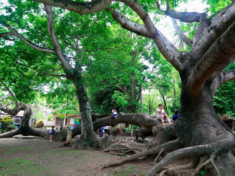 Cinco razones que hacen imprescindibles a los árboles en la ciudad