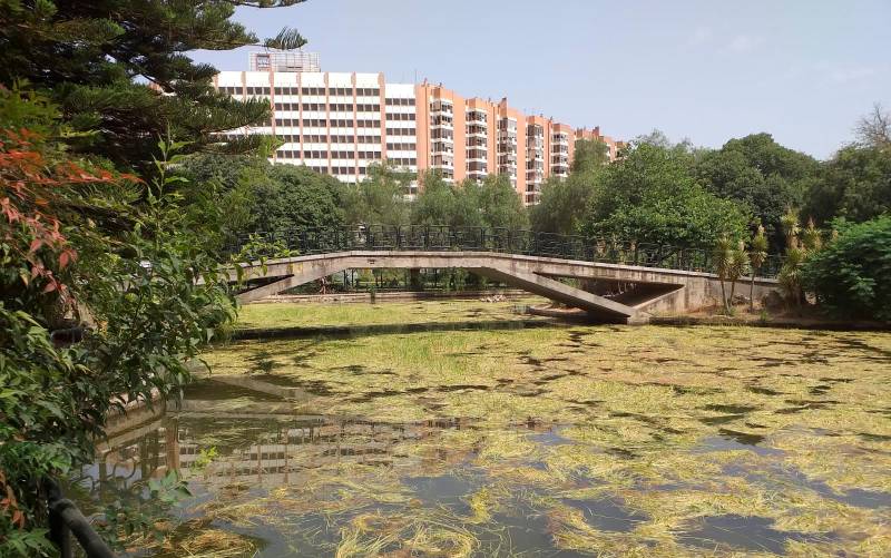 Aspecto del estanque del Parque de Los Príncipes, cubierto por una capa de ‘algas’. / El Correo