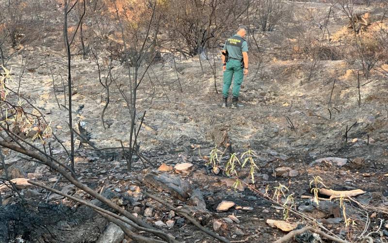 Un agente de la Guardia Civil inspecciona el terreno quemado por el incendio forestal que se ha iniciado este jueves en Aznalcóllar (Sevilla). EFE/Fermín Cabanillas