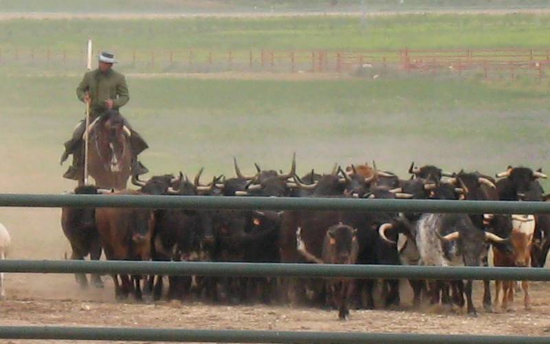 El gobierno andaluz impulsa un plan de promoción del toro bravo