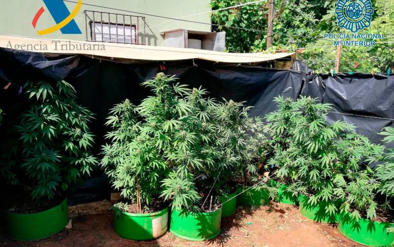 Más de 200 plantas de marihuana en un chalet de Alcalá de Guadaíra