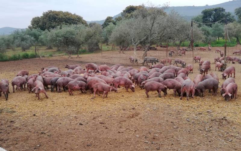 Sierra Morena da la alerta por la delicada situación del cerdo ibérico