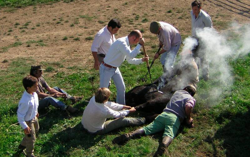 El toro del guarismo: 50 años después