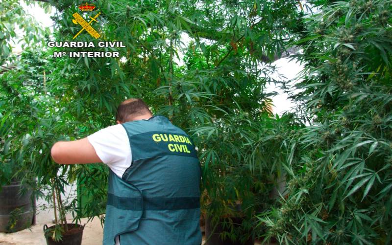 Detenidos en Herrera por cultivar marihuana. / Guardia Civil