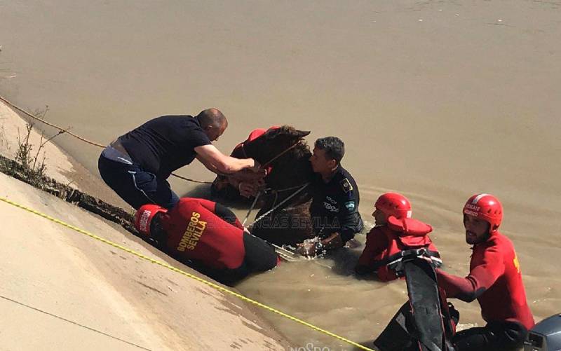 Rescatan un potro caído en el canal de Torreblanca