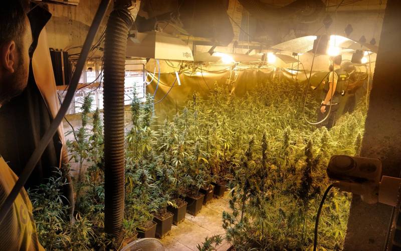 Tres detenidos y decomisadas 468 plantas de marihuana en Mairena