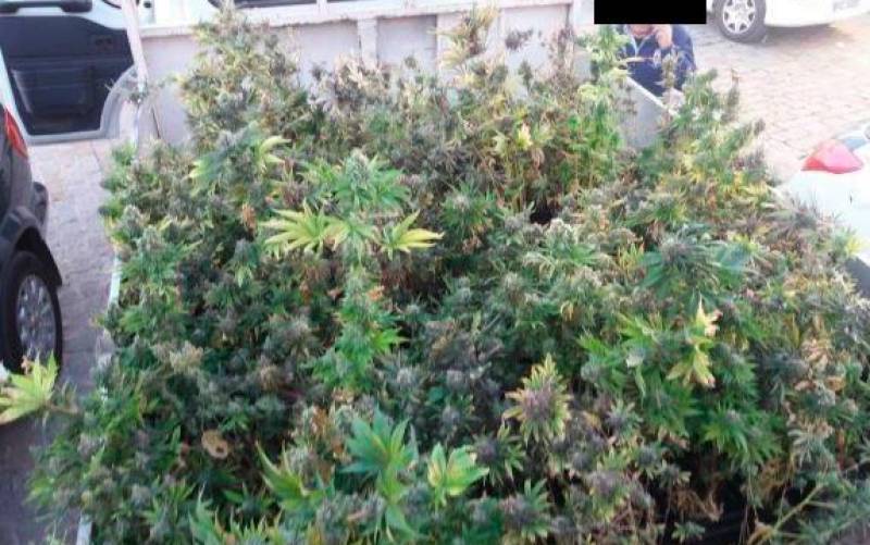 Desmantelan una plantación de marihuana en una vivienda de Gerena