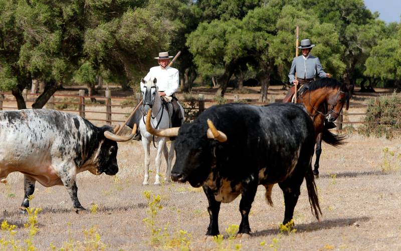 Morante: una apuesta por el toro