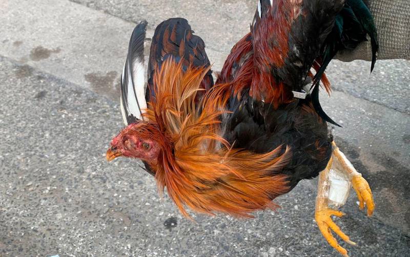 Un gallo muerto en plena calle, la enésima prueba de peleas ilegales en San Juan