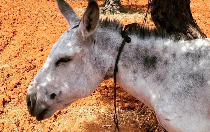 Los vecinos de Alcalá de Guadaíra salvan la vida de un burro
