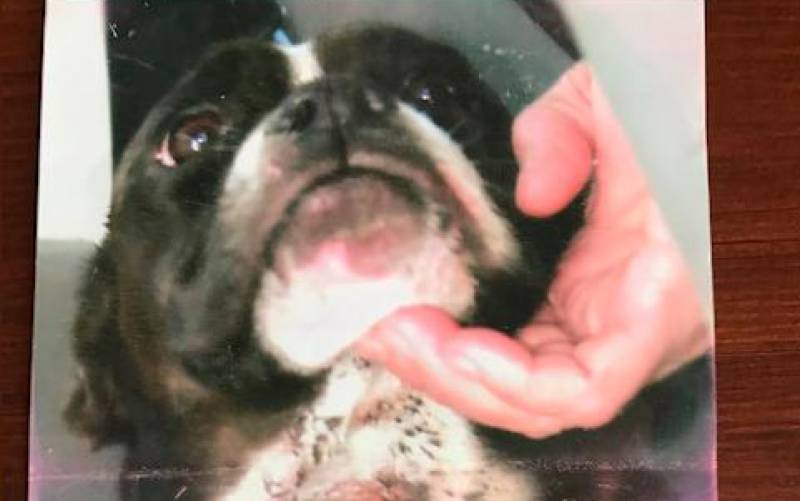 A juicio por lo penal el primer caso de maltrato de un perro en Los Palacios