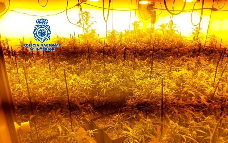 Plantación de marihuana descubierta en Dos Hermanas. / Policía Nacional