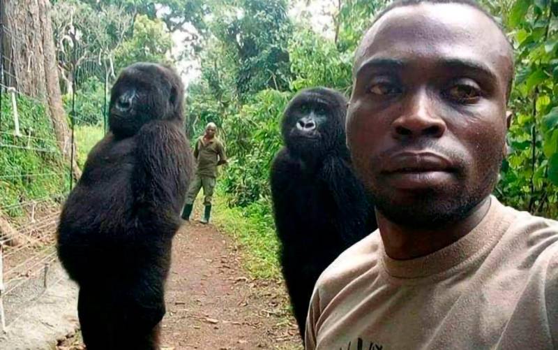 Muere Ndakasi, la ‘gorila del selfie’, en el parque congoleño de Virunga