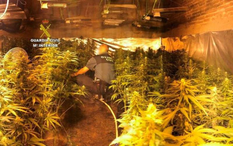 Una plantación de marihuana incautada por la Guardia Civil.