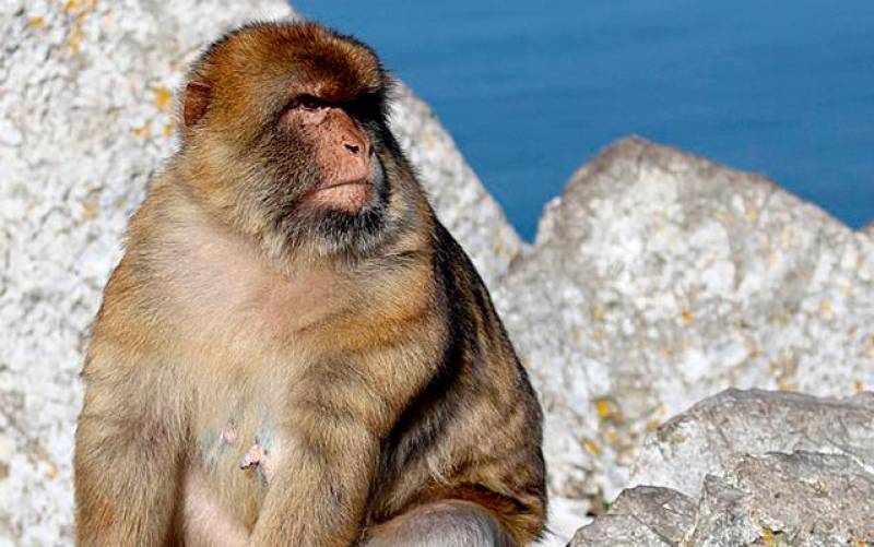 Un mono de Gibraltar. / El Correo
