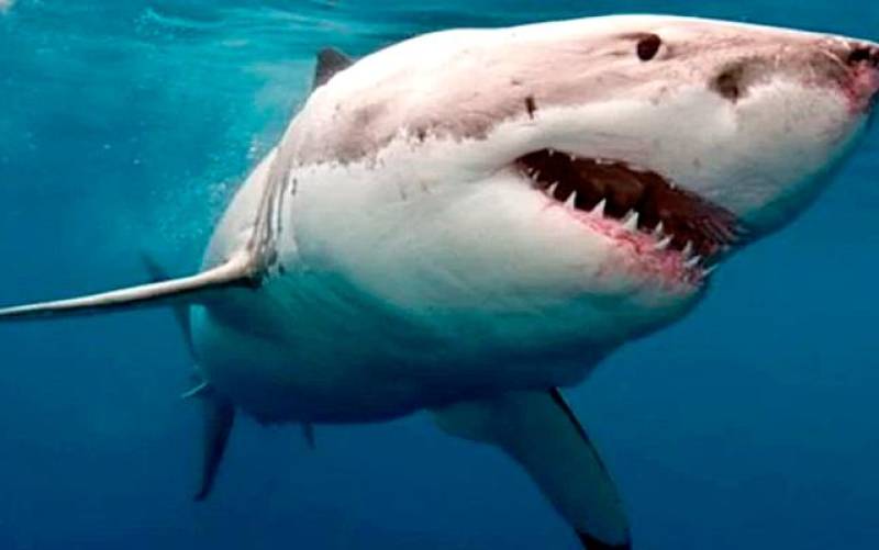 Imagen de archivo de un tiburón blanco. / El Correo