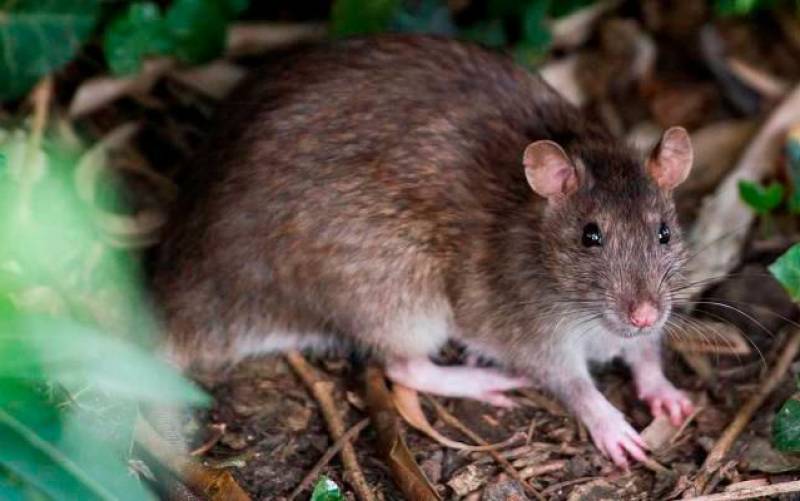 Condecoran a una rata detectora de minas antipersona