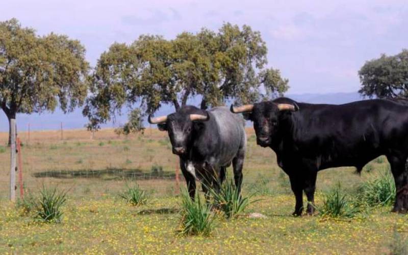 Los ganaderos de toros prevén 34,14 millones de pérdidas en Andalucía por la cancelación de festejos