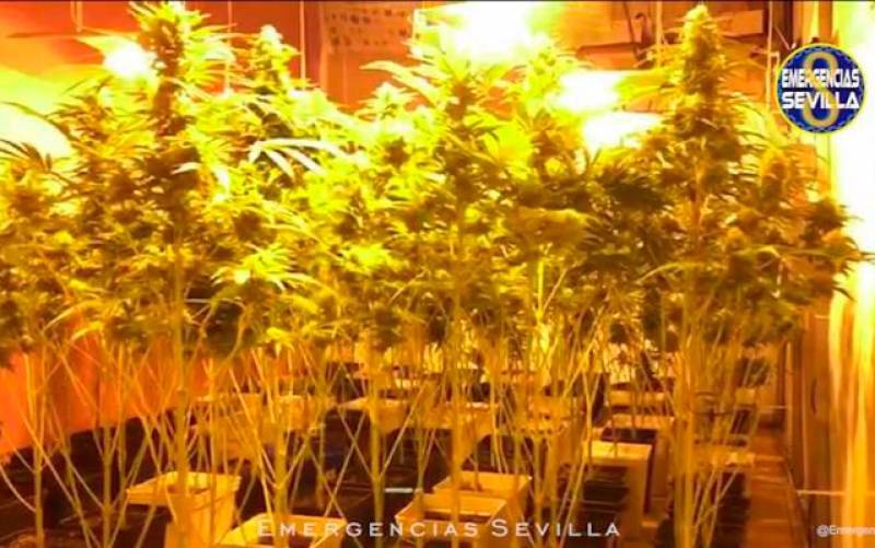 La Policía desmantela dos plantaciones de marihuana en Almería
