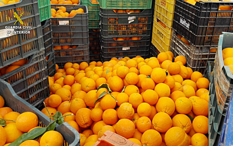 Naranjas intervenidas en una operación de la Guardia Civil. / El Correo