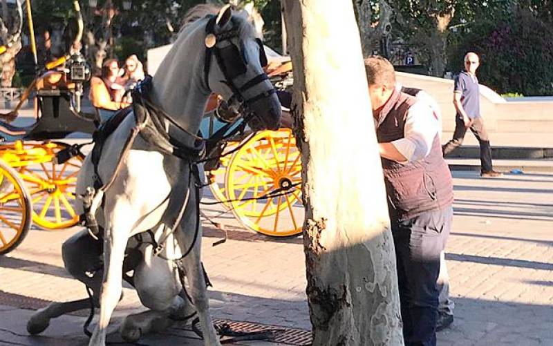 «Desfallecidos y exhaustos»: Alertan de la situación de los caballos de los carruajes turísticos