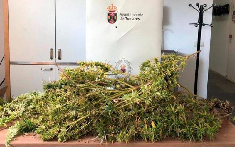 Macetones con marihuana y animales, lo que la policía de Tomares encontró en una terraza